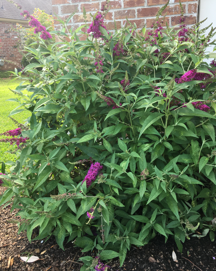 Butterfly bush with pink flowerspng